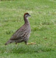 Erckel's Francolin